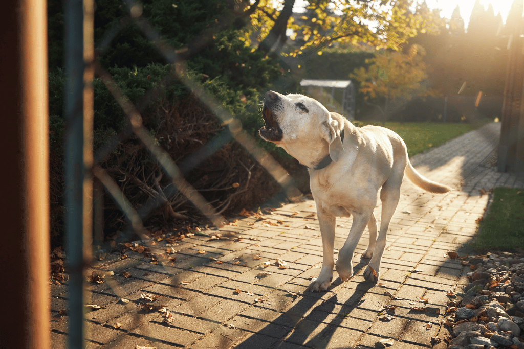 A dog looking at the camera